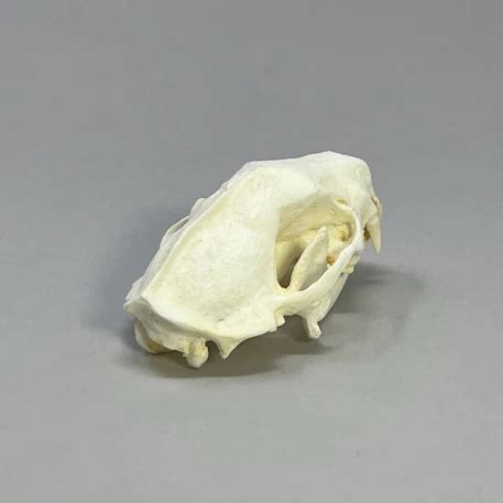 Skunk Skull Replica: Skunk Bone Skulls Replica - Replica Skunk Skull ...