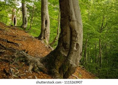 Bottom Pine Tree Huge Naked Roots Stock Photo Shutterstock