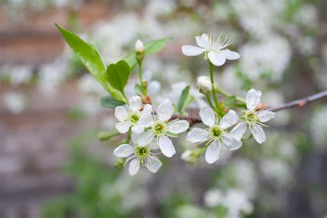 White Cherry Blossom Branches on Sky Blue Background Stock Image ...