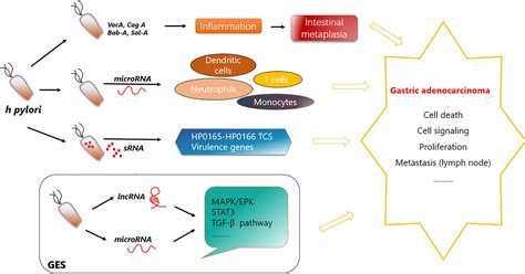 Frontiers Function Of Non Coding Rna In Helicobacter Pylori Infected