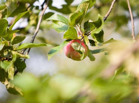 Apple Tree Stock Photo Image Of Fruit Leaves Vitamin 2942584