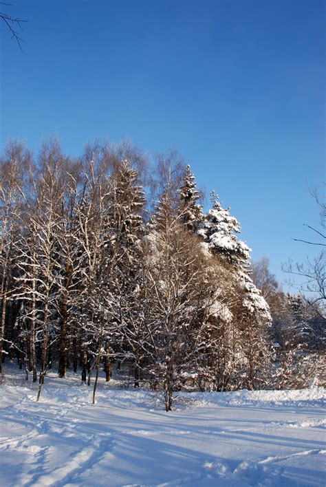 Fotos gratis paisaje árbol naturaleza montaña nieve invierno