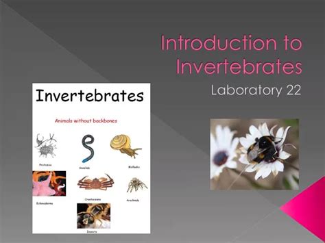 Ppt Introduction To Invertebrates Powerpoint Presentation Free Download Id 2032422