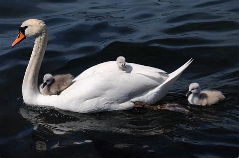 White Swan And Babys Swan On Body Of Water Cygnets Hd Wallpaper