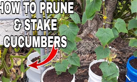 How To Stake And Prune Cucumbers Complete Guide With Photos Complete