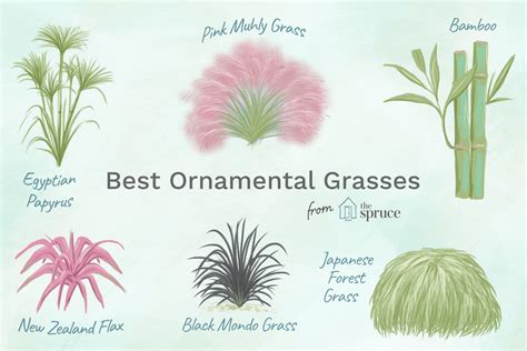 Ornamental Grasses That Will Stop Traffic