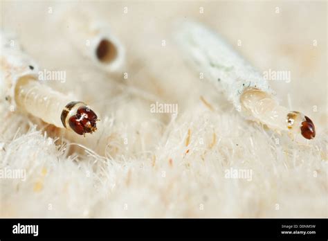 Carpet Or Common Clothes Moth Larvae Tineola Bisselliella Stock Photo