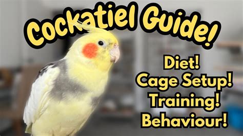 Cockatiel Guide | Tips For New Bird Owners | Cockatiel Care, Diet ...