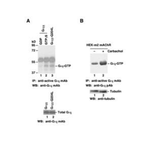 Gαi Pull Down Activation Assay Kit NewEast Biosciences GTPase