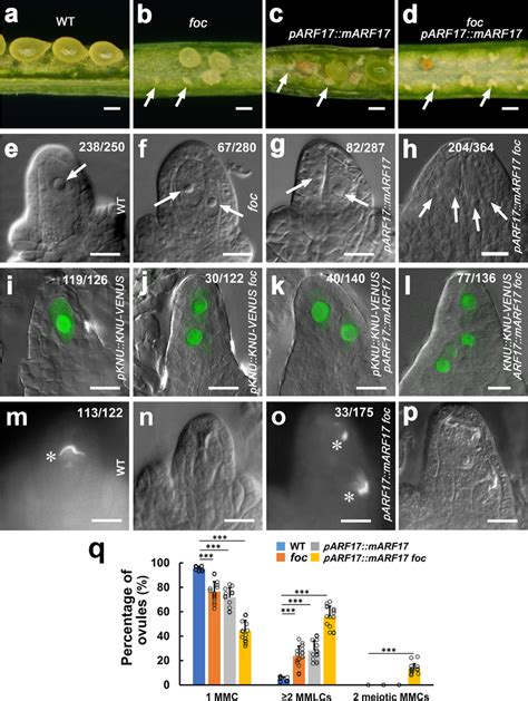 Mir160 And Its Target Arf17 Control Mmc Formation Ad Development Of