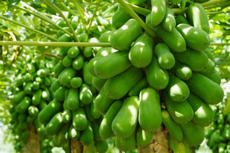 Unlock The Lucrative World Of Pawpaw Farming In Nigeria A