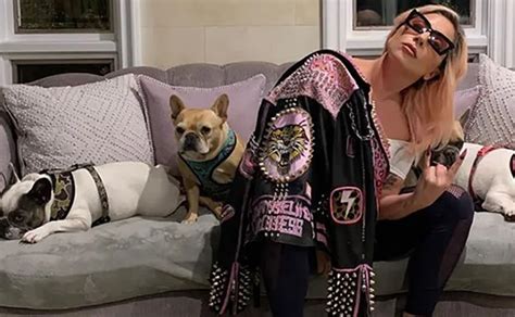 Hombre Que Robó Perros De Lady Gaga Es Condenado A 21 Años De Prisión