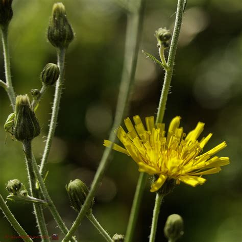 Het Virtuele Herbarium 489 Dicht Havikskruid Luuk