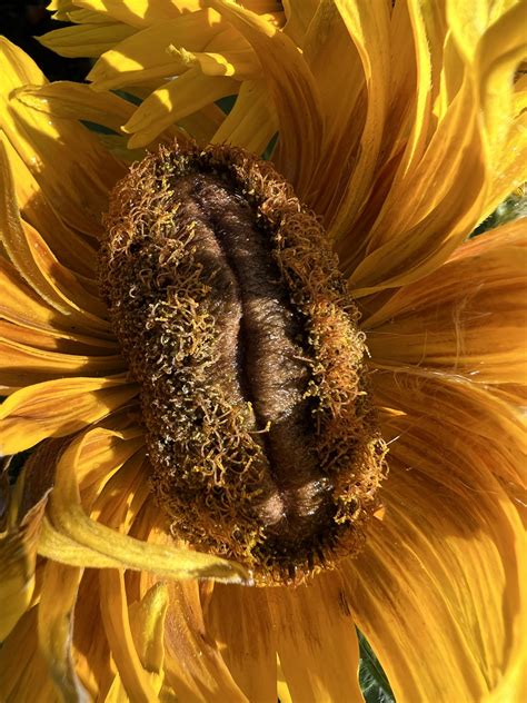 It Feels Like This Flower Might Be More Than Mildly Vagina R Mildlyvagina