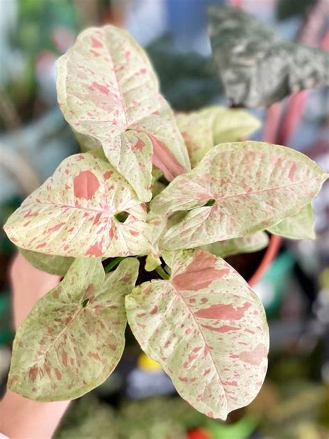 Syngonium Milk Confetti Starter Plant ALL STARTER PLANTS Etsy