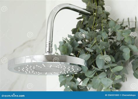 Branches with Green Eucalyptus Leaves in Shower Stock Image - Image of branch, health: 256551083