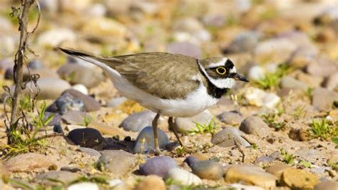 Idle Valley | Nottinghamshire Wildlife Trust