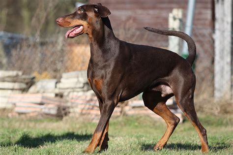 Meet the Doberman!