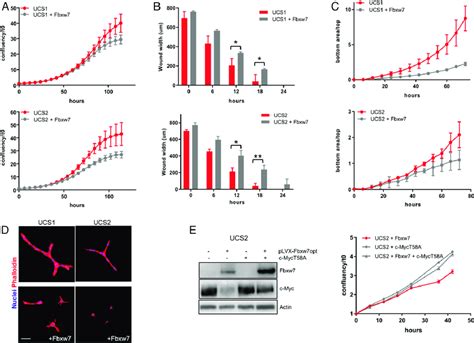 Fbxw7 Inhibits Migration And Invasion Of Ucs Cells A Proliferation Download Scientific