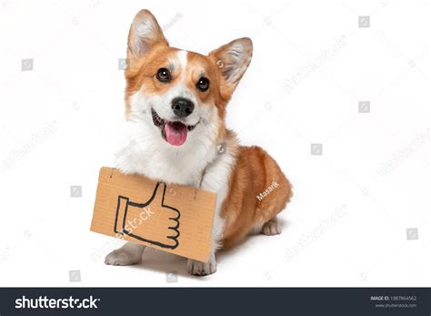 Dog Thumbs Up Royalty Free Images Stock Photos And Pictures Shutterstock