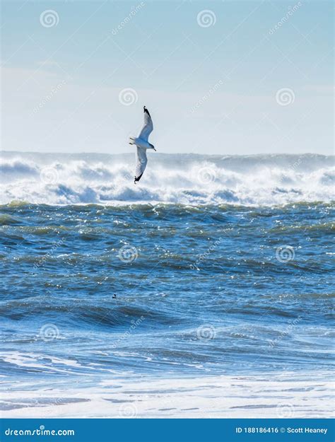 Seagull Flying Over The Rough Waves In The Ocean Bright Scene Stock