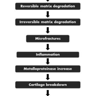 Pathophysiology of osteoarthritis | Download Scientific Diagram