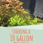 Stocking A 10 Gallon Fish Tank: The Basic How-to Guide