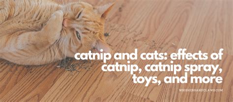 Catnip and Cats: Effects of Catnip, Catnip Spray, Toys, and More ...