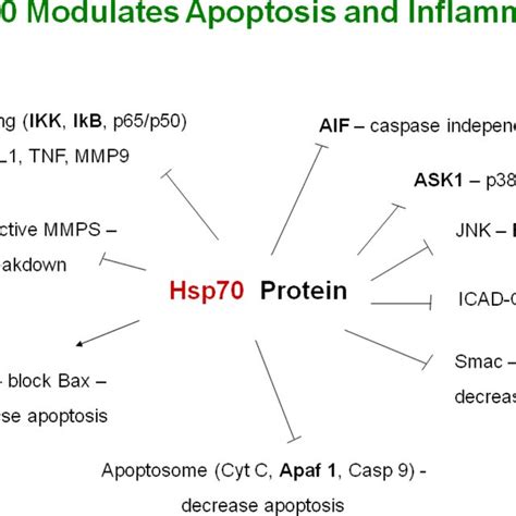 PDF Heat Shock Proteins In The Brain Role Of Hsp70 Hsp 27 And HO 1