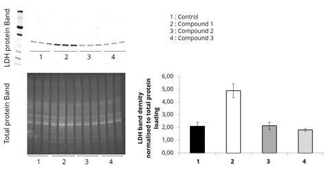 Western Blot Elysia Bioscience