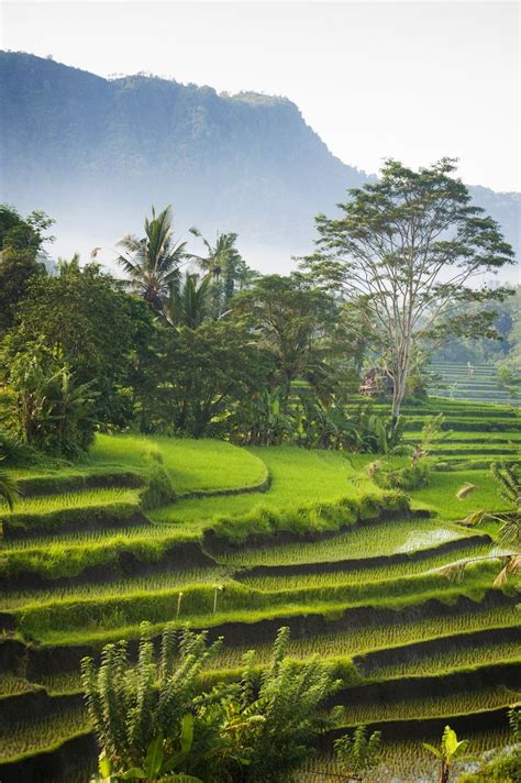 The Best Things To Do In Ubud Bali Artofit