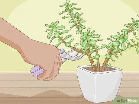 How To Pot A Jade Plant For The First Tiem Discount