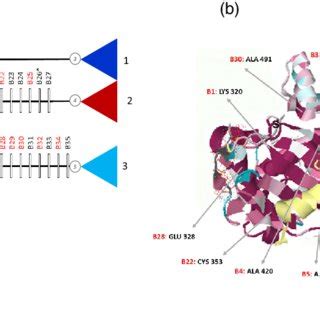 Motif Structure Of Leucine Rich Repeat Receptor Like Kinase Ii