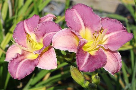 Hemerocallis Entrapment Großblumige Taglilie