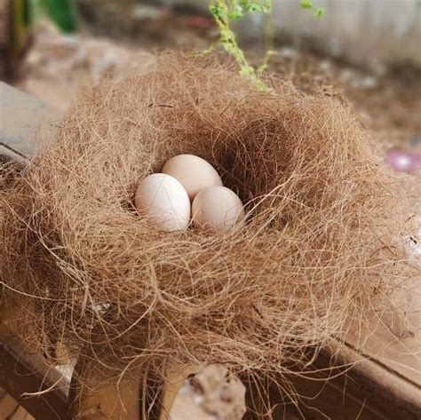 Buy Cocobricks® Natural Coir Fiber Nesting Material For Birds For Making Nest Laying Eggs And