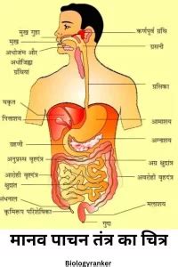 Human Digestive System in Hindi मनव पचन ततर Explained