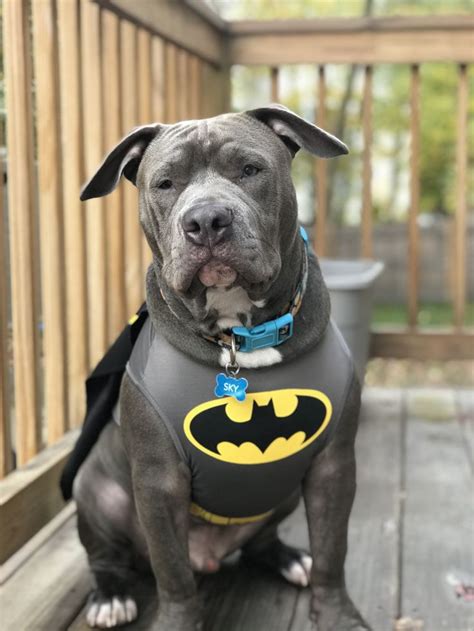 Batman Pup Costume for Halloween