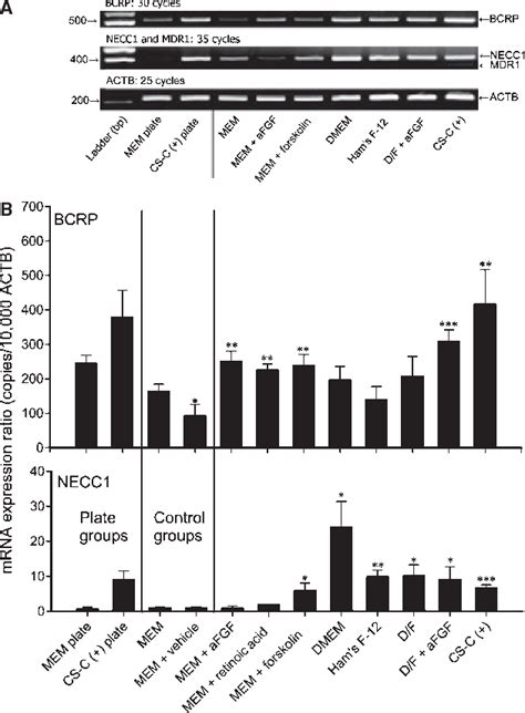 Figure 1 From In Vitro Approaches To Evaluate Placental Drug Transport