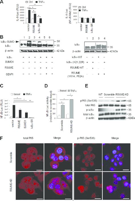 Rsume Negatively Regulates Nf B Activity By Enhancing Sumoylation Of