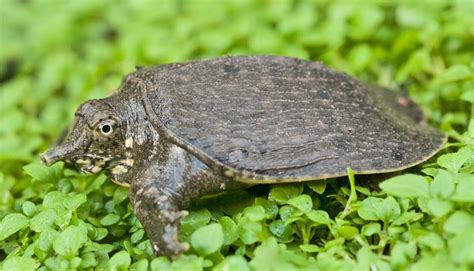 Turtles Indicate Temp’s Role In Sex Chromosome Imbalance Worddisk