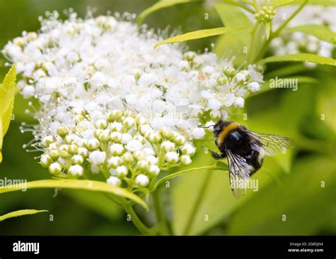 Bumble Bee Pollinating Pollination Hi Res Stock Photography And Images