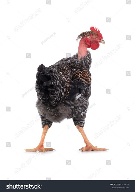 Naked Neck Rooster Isolated On White Stock Photo Edit Now 1841830102