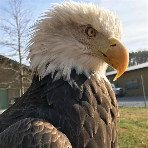 The Scientific Name Of The Bald Eagle Is Haliaeetus Leucocephalus