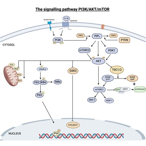 The PI3K AKT MTOR Signalling Pathway BioRender Science Templates