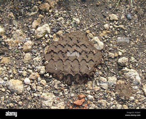 Tyre Tracks In Mud Stock Photo Alamy