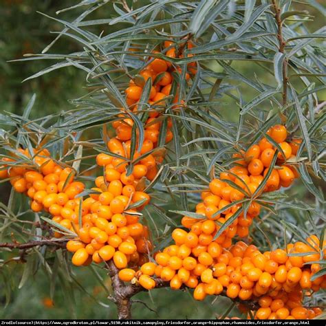 Rokitnik Pospolity Hippophae Rhamnoides