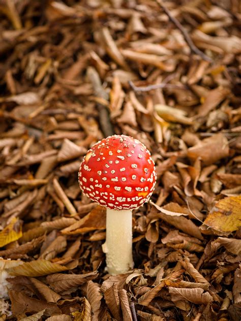 October Flowers And Mushrooms Mike Heller Photography