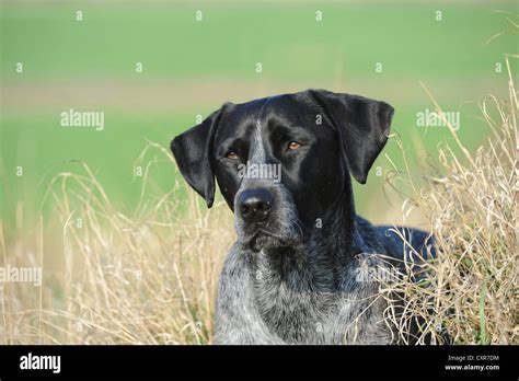 Labrador Retriever Australian Cattle Dog Hi Res Stock Photography And