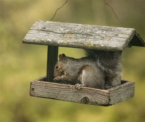 Tree Squirrels Wildlife Illinois