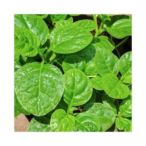 Malabar Spinach Green Alugbati Vietnamese Spinach Pui 45 Off